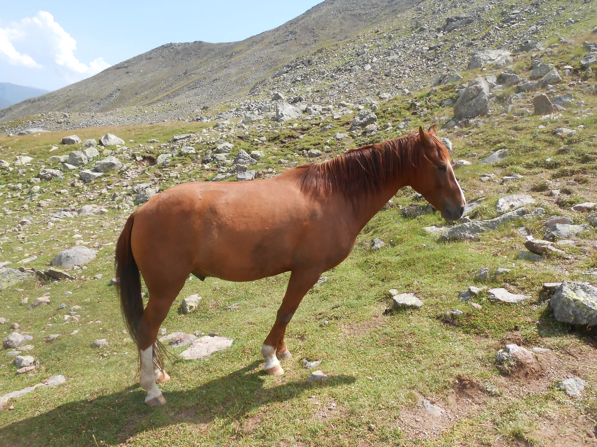 Gruzja
