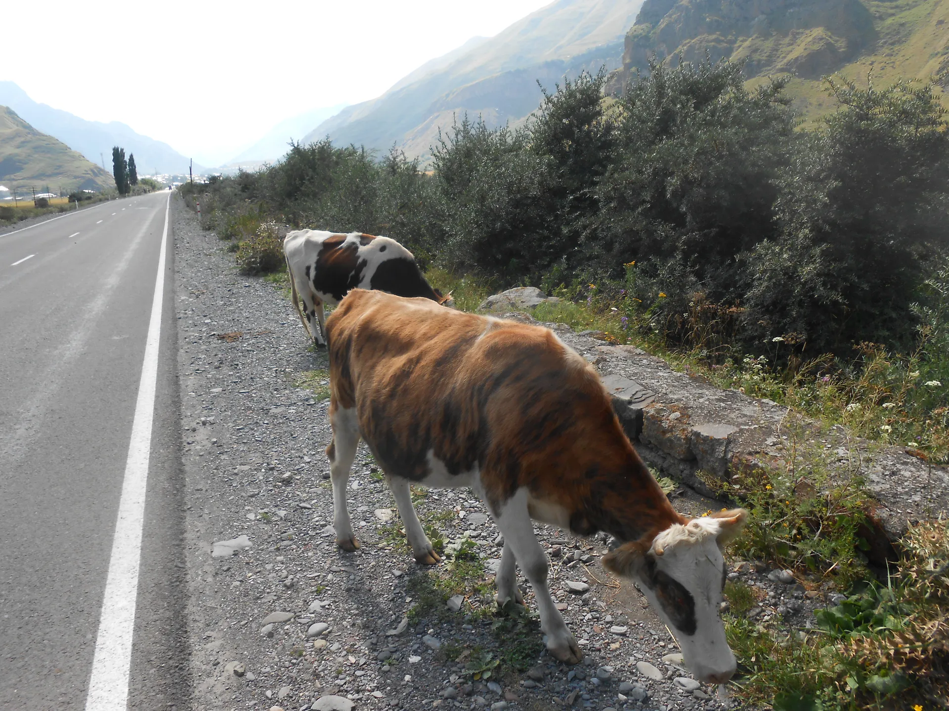 Gruzja