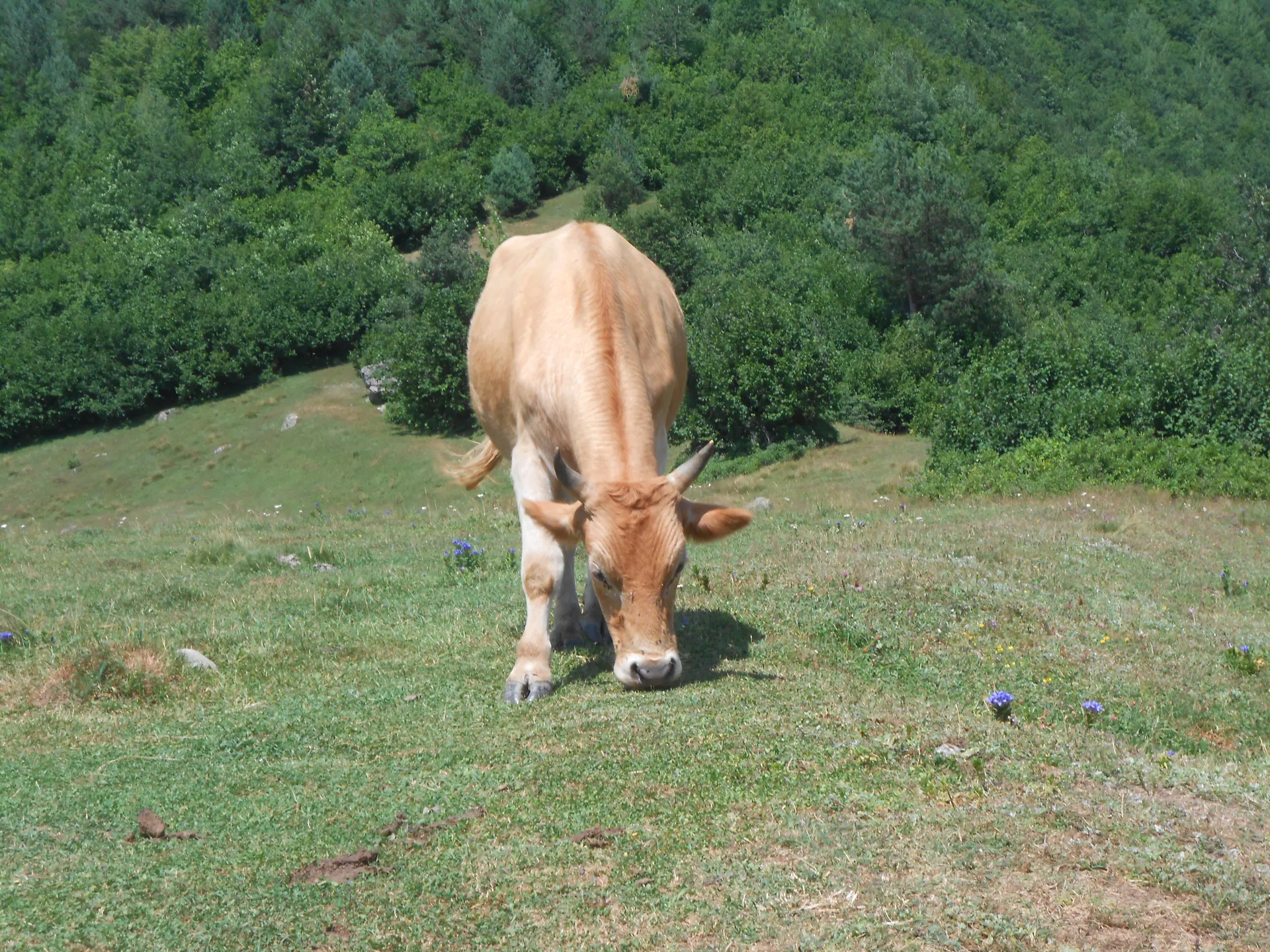 Gruzja